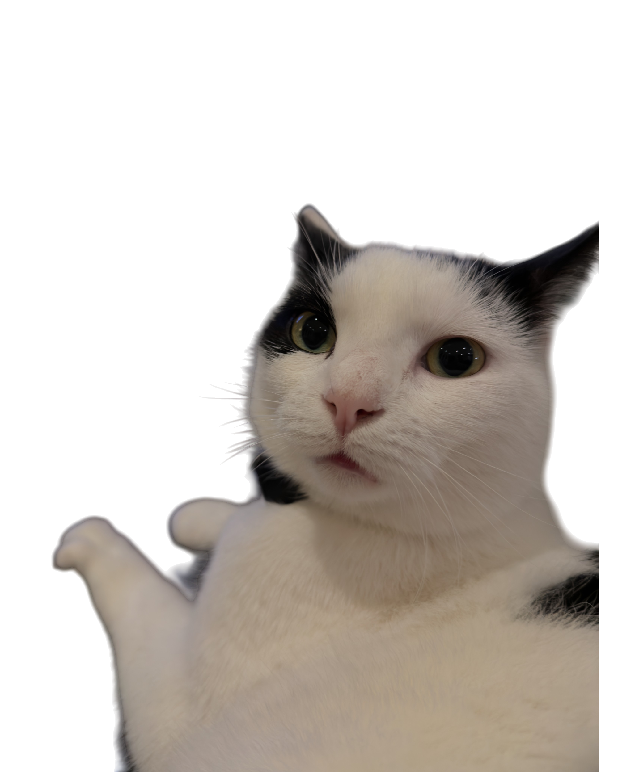 Cat with a funny expression